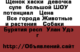 Щенок хаски, девочка супе, большой ШОУ потенциал › Цена ­ 50 000 - Все города Животные и растения » Собаки   . Бурятия респ.,Улан-Удэ г.